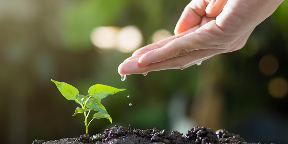 Agricoltura rigenerativa: da nicchia sperimentale a modello di sistema